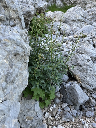 Variable-leaved Figwort (Scrophularia heterophylla)