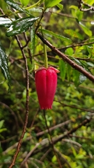 Crinodendron hookerianum, photograph (c) Constanza Vargas Villegas, some rights reserved (CC BY)