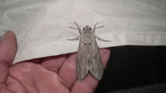 Agrius convolvuli convolvuli