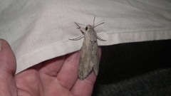 Agrius convolvuli convolvuli