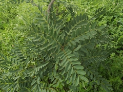 Cassia abbreviata
