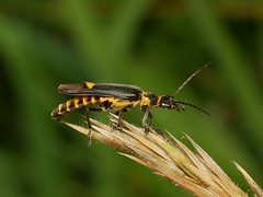 Chauliognathus fernshawensis