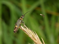 Chauliognathus fernshawensis