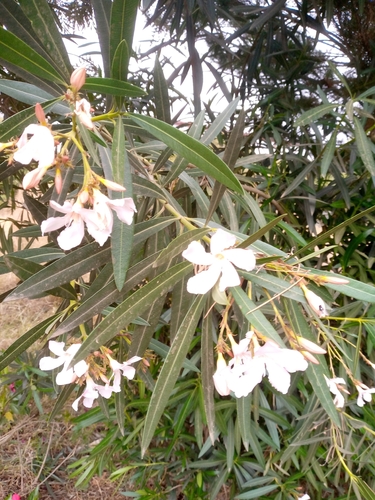 oleander