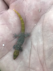 Sphaerodactylus nigropunctatus