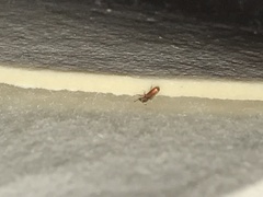 Cathartus quadricollis