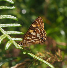 Oreixenica kershawi
