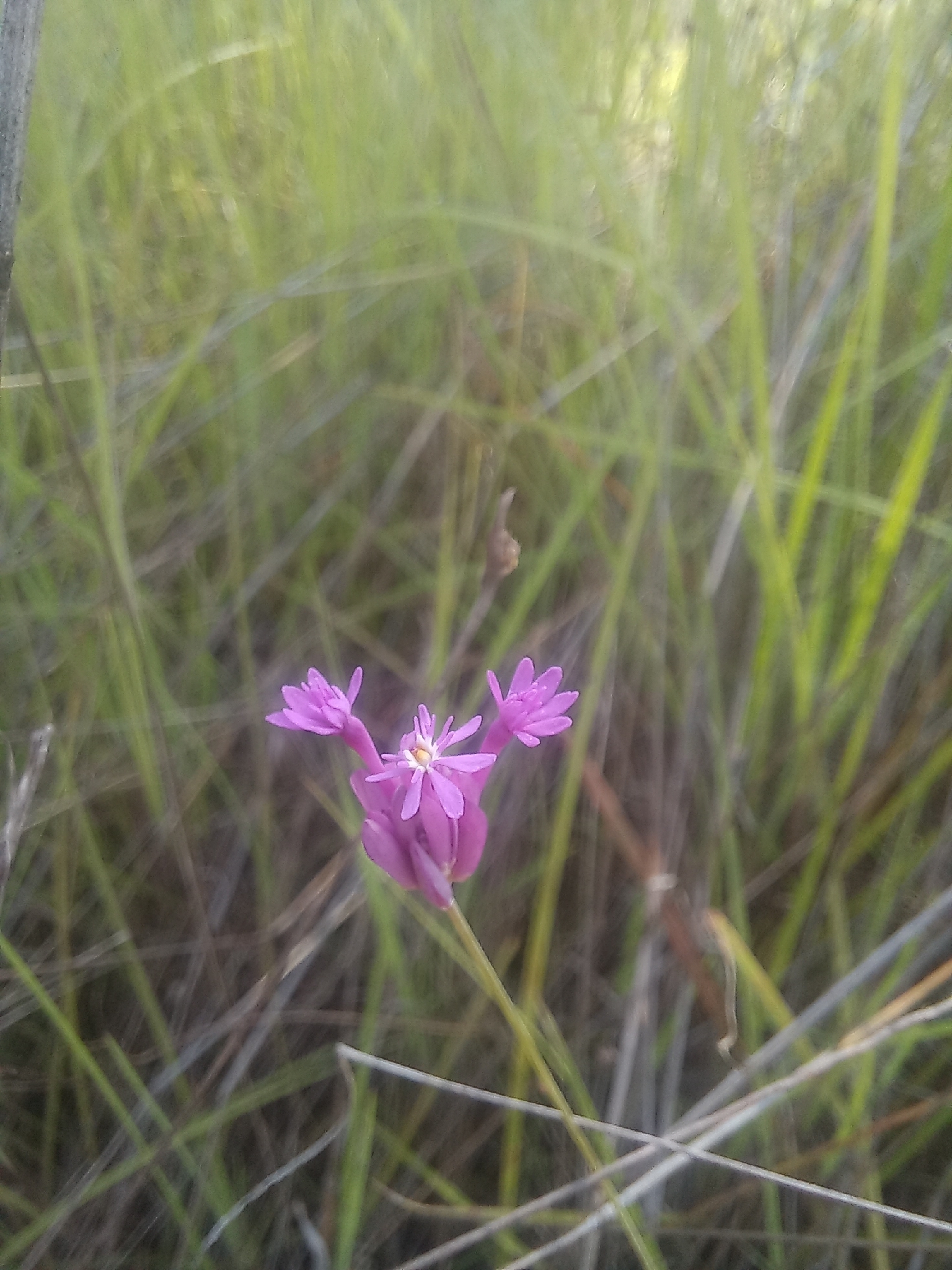 Senega adenophora