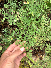 Adiantum andicola, photograph (c) Ricardo Betancourt Sánchez, some rights reserved (CC BY)