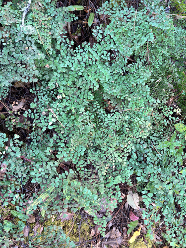 Adiantum andicola, photograph 5