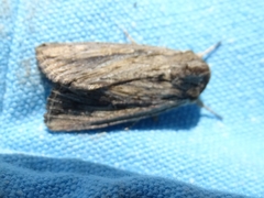 Persectania dyscrita