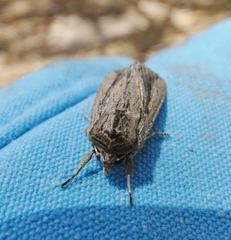 Persectania dyscrita