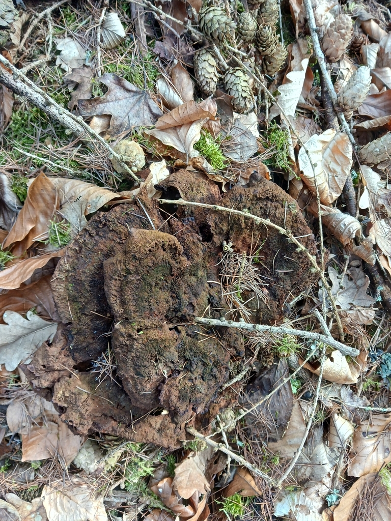 Phaeolus schweinitzii · December 2025 · photo: © mangoblatt (iNaturalist, cc0)
