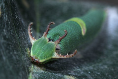 Polyura schreiber