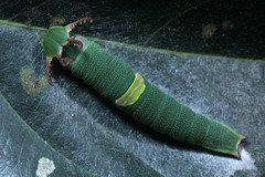 Polyura schreiber