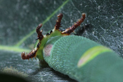 Polyura schreiber