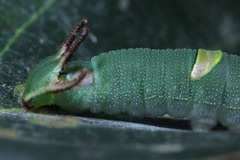Polyura schreiber