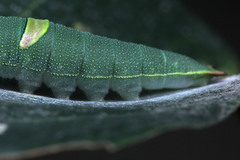 Polyura schreiber