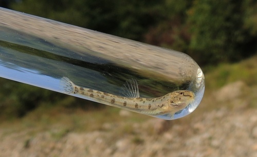 Eastern Carpathian golden loach (Sabanejewia vallachica) — Cobitidae