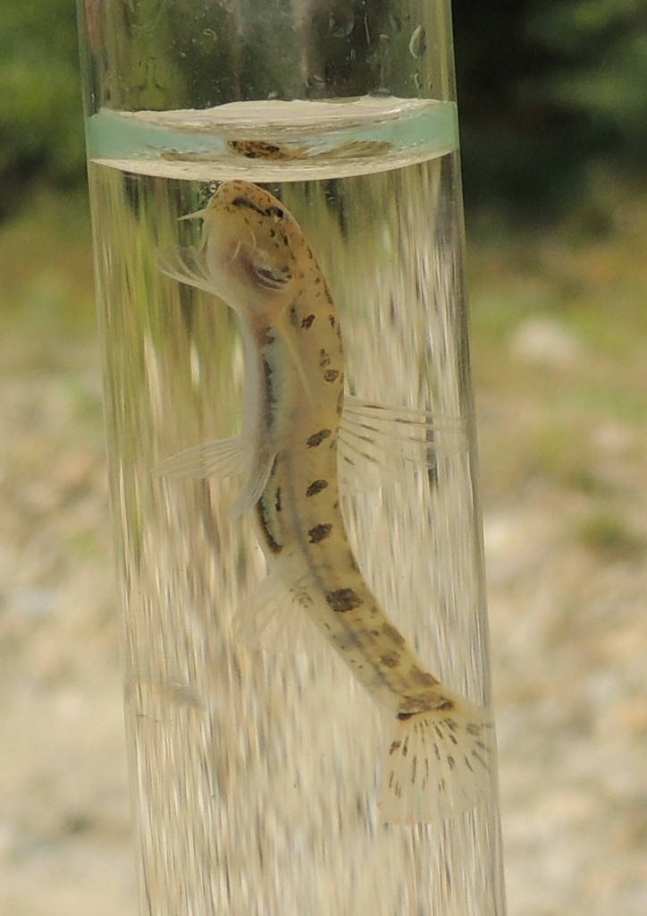 Eastern Carpathian golden loach (Sabanejewia vallachica) — Cobitidae