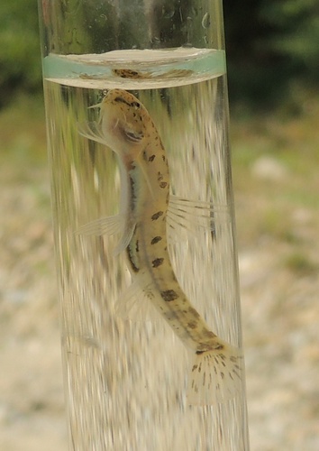 Eastern Carpathian golden loach (Sabanejewia vallachica) — Cobitidae