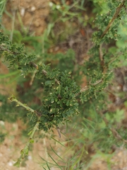 Ormocarpum trichocarpum