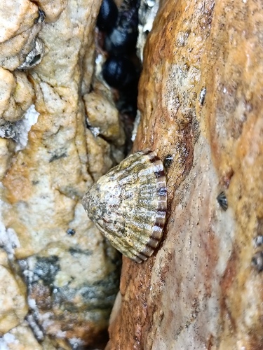 Cellana solida