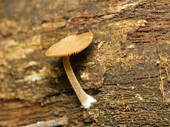 Simocybe phlebophora