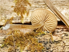 Simocybe phlebophora