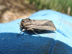 Persectania dyscrita