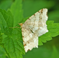 Macaria shanghaisaria