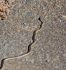 Masticophis taeniatus taeniatus