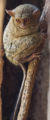 Tarsius spectrumgurskyae