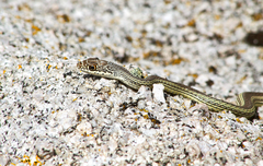 Masticophis taeniatus taeniatus