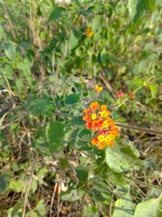 Lantana horrida