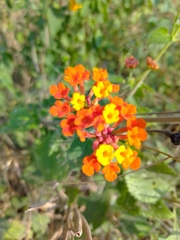 Lantana horrida