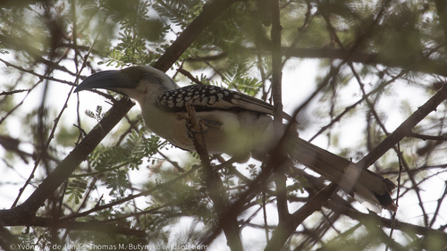 Jackson's Hornbill
