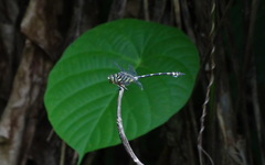 Ictinogomphus lieftincki