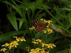 Oreixenica kershawi