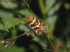 Banded Leafroller Moth