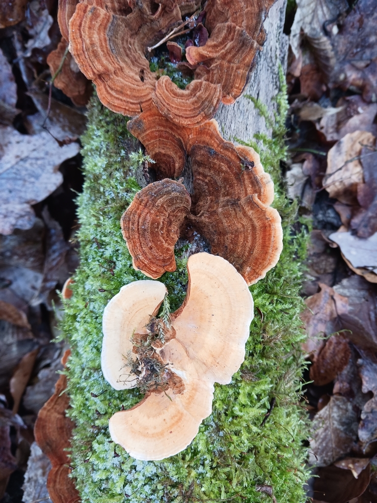 Stereum insignitum · December 2025 · photo: © mangoblatt (iNaturalist, cc0)