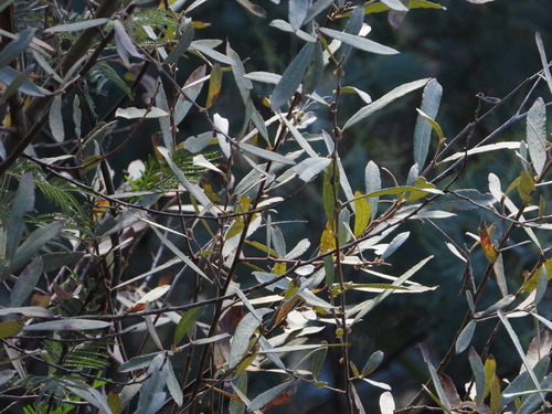 Sage-leaved Willow (Salix salviifolia)