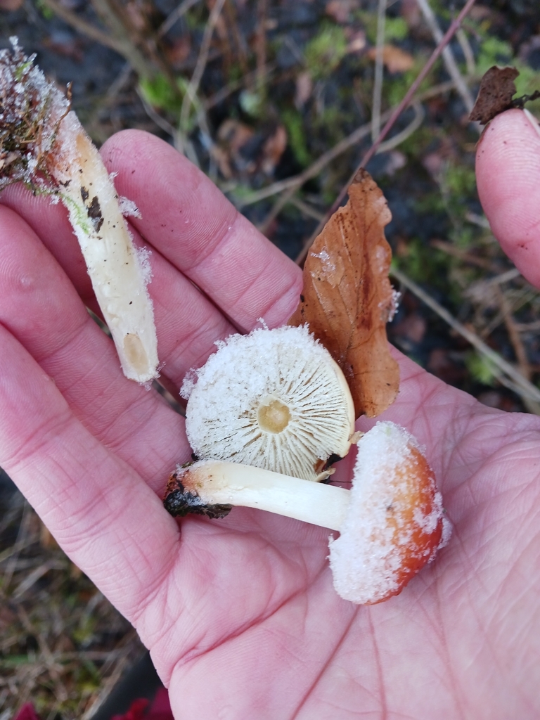 Hypholoma lateritium · December 2025 · photo: © mangoblatt (iNaturalist, cc0)