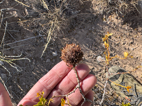 Unknown species found near La Luz, NM, US
