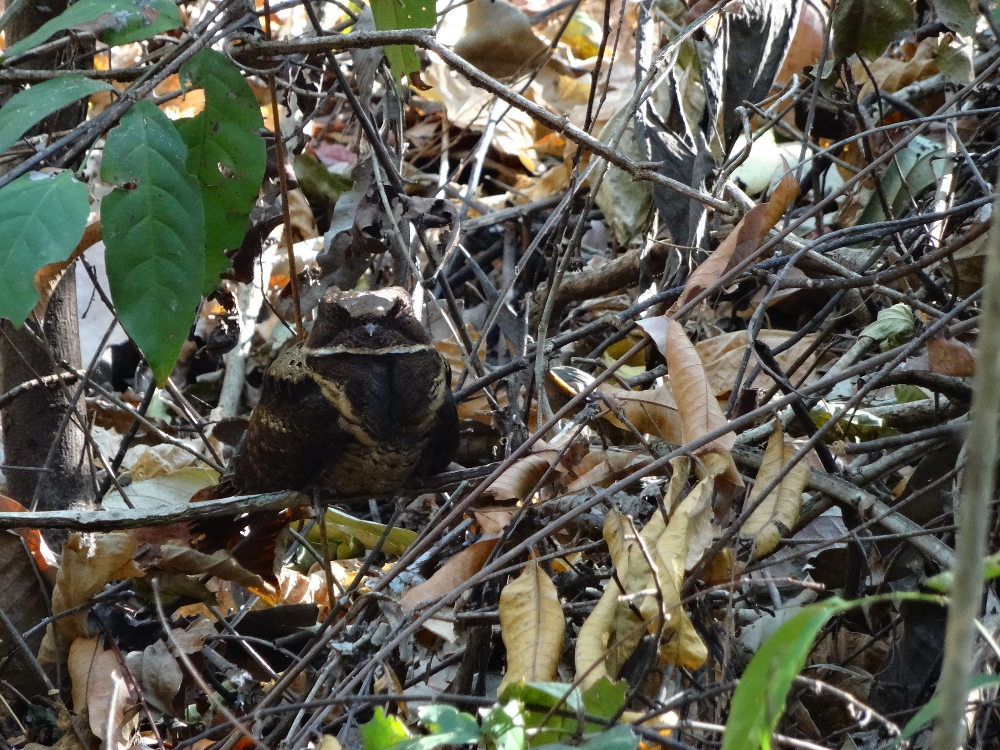 Great Eared Nightjar