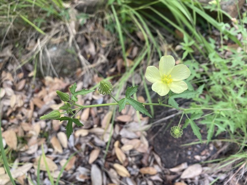 Highveld Swampmallow (Pavonia transvaalensis)