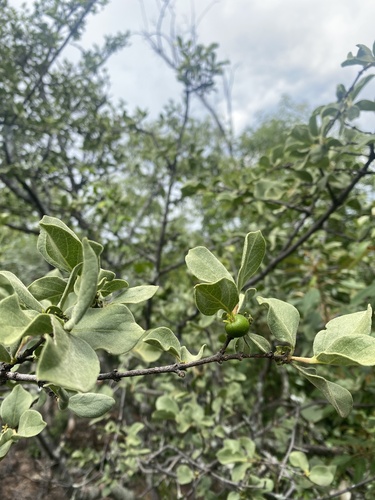 mountain medlar (Vangueria parvifolia)