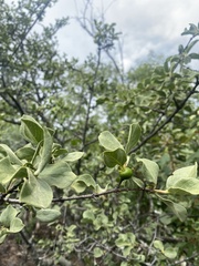 Vangueria parvifolia