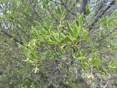 Waterberg Crowned-Medlar (Vangueria triflora)