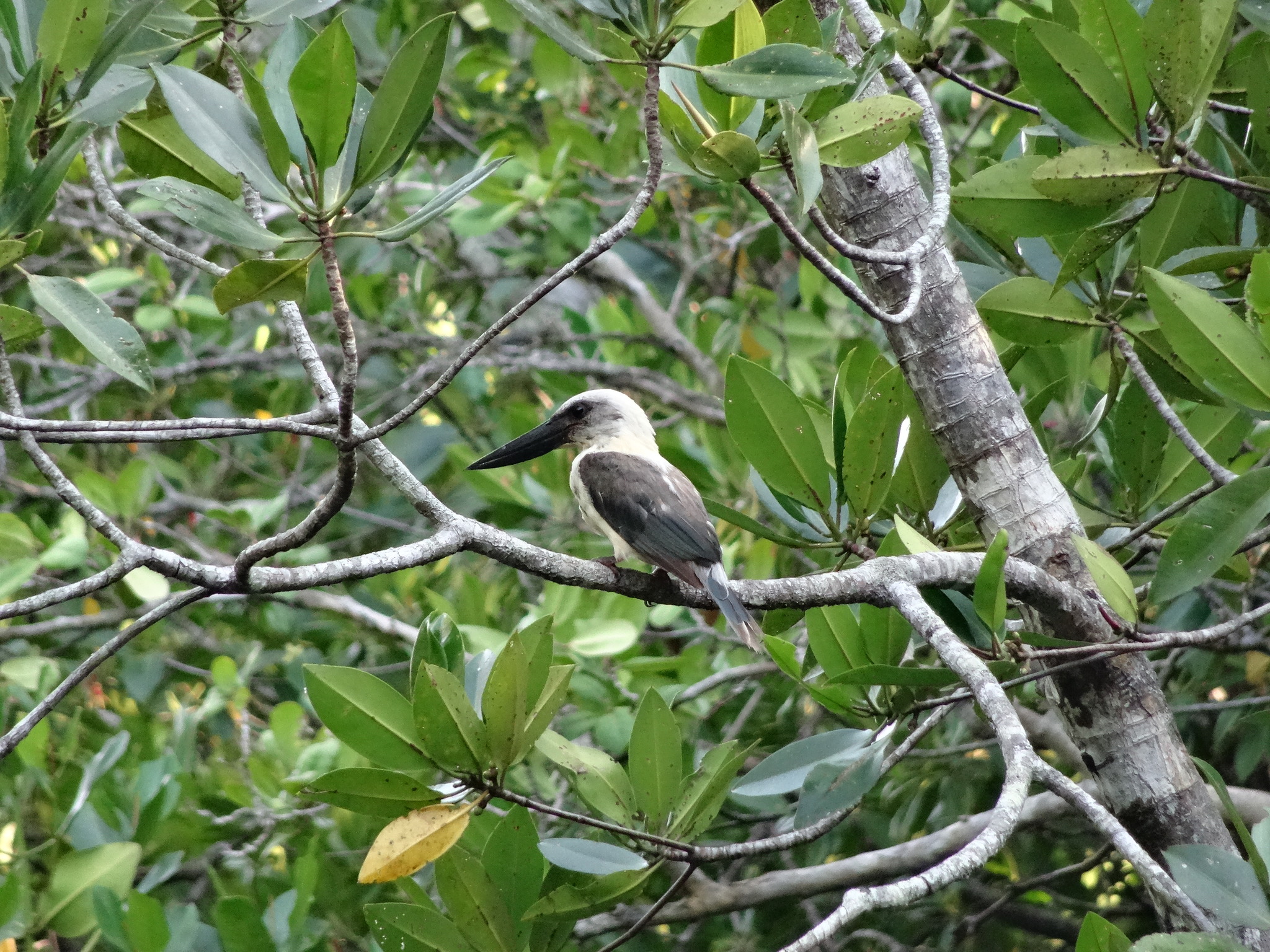 Great-billed Kingfisher (Pelargopsis melanorhyncha), photo 7